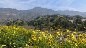 Trail lined with wildflowers on Eaton Canyon Hike